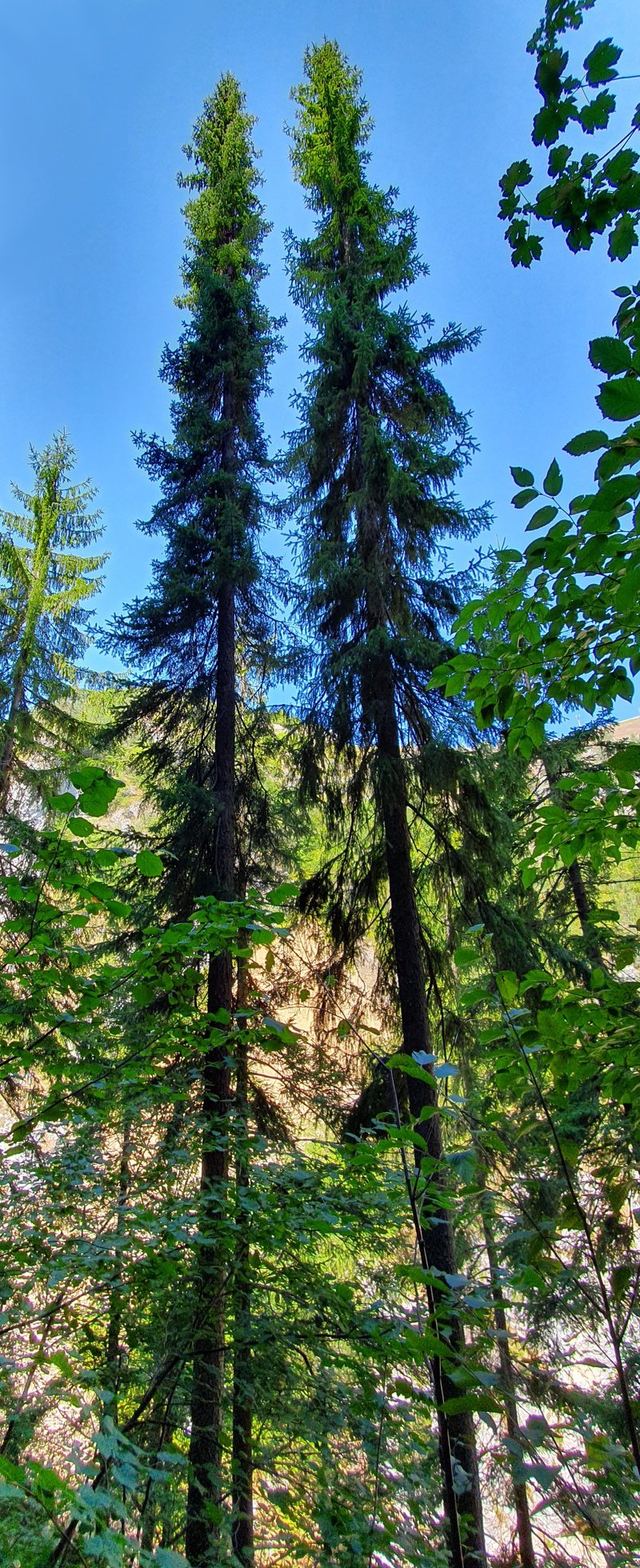Serbian Spruce photo 2