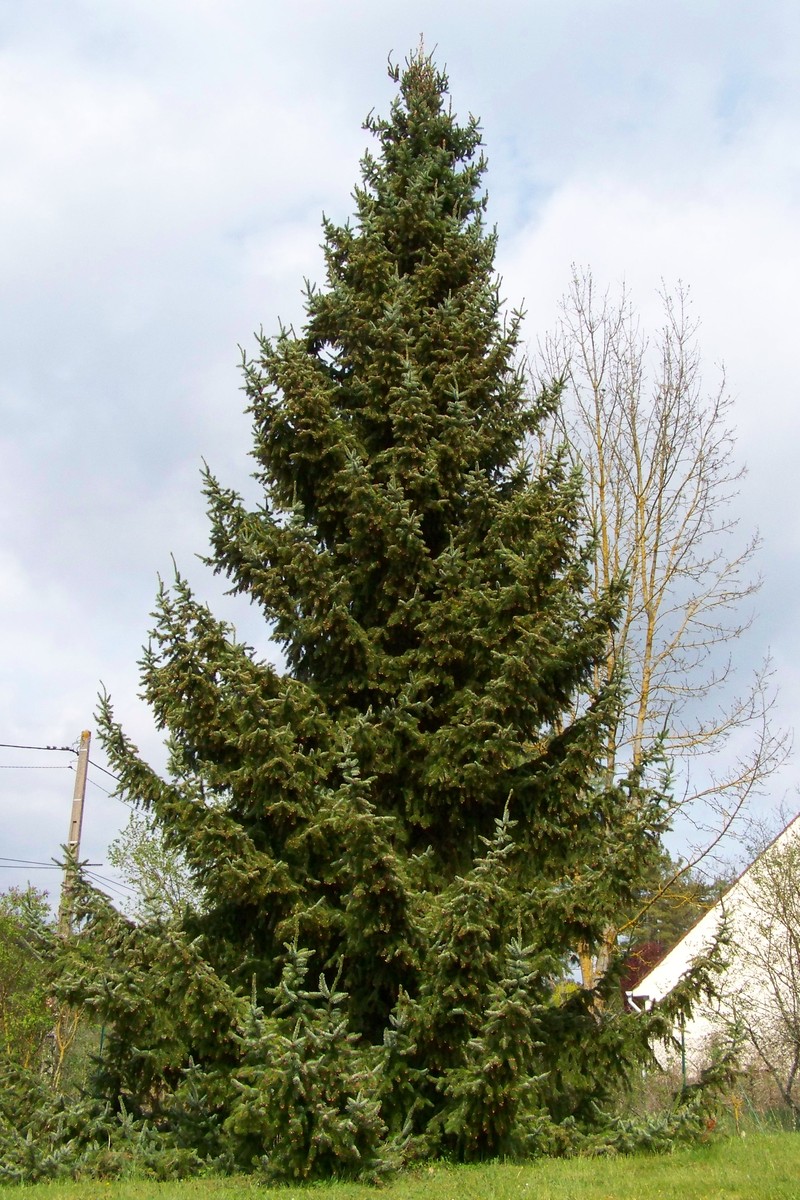 Serbian Spruce photo 3