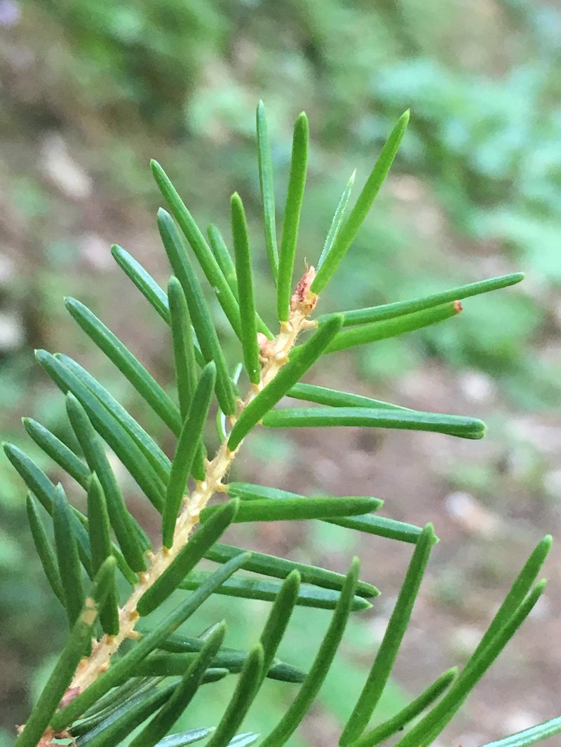 Serbian Spruce photo 4