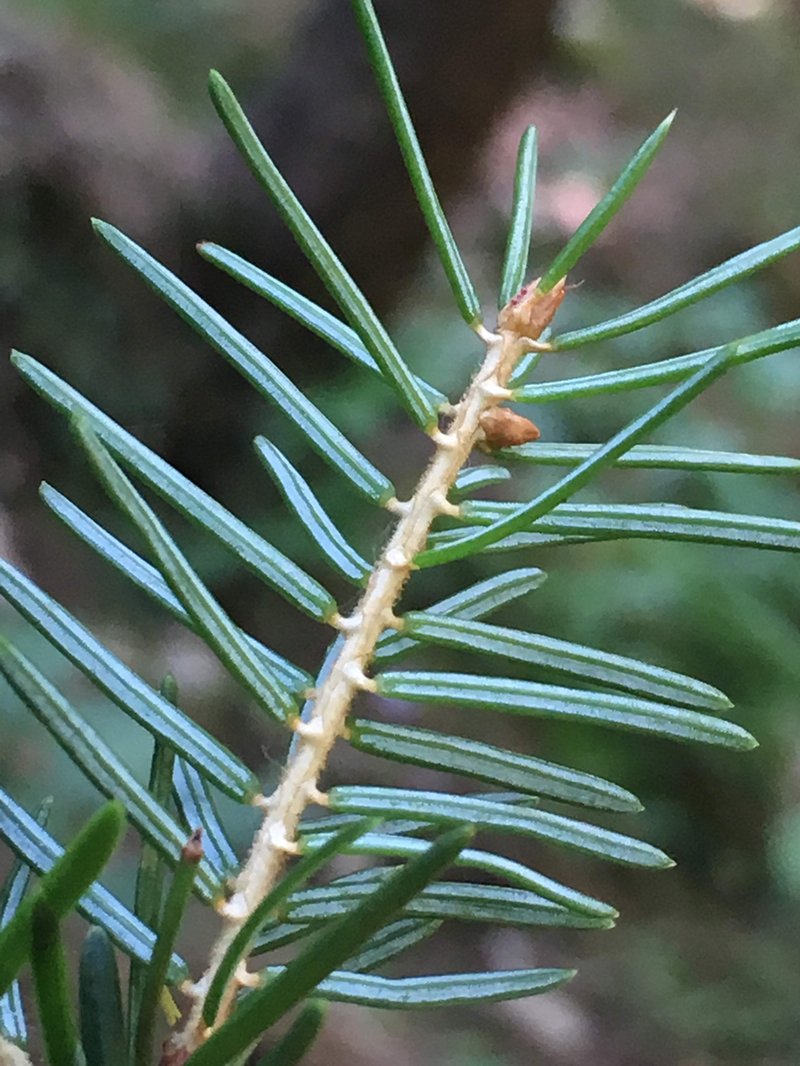 Serbian Spruce photo 5