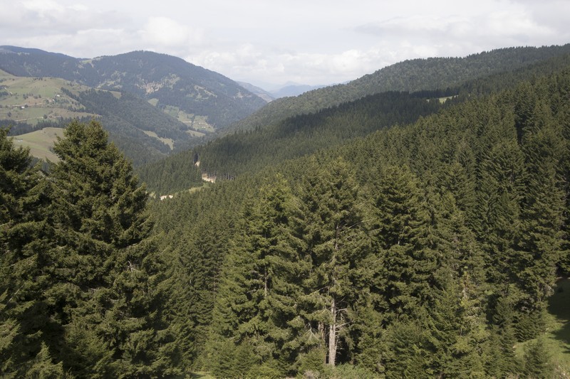 Picea orientalis