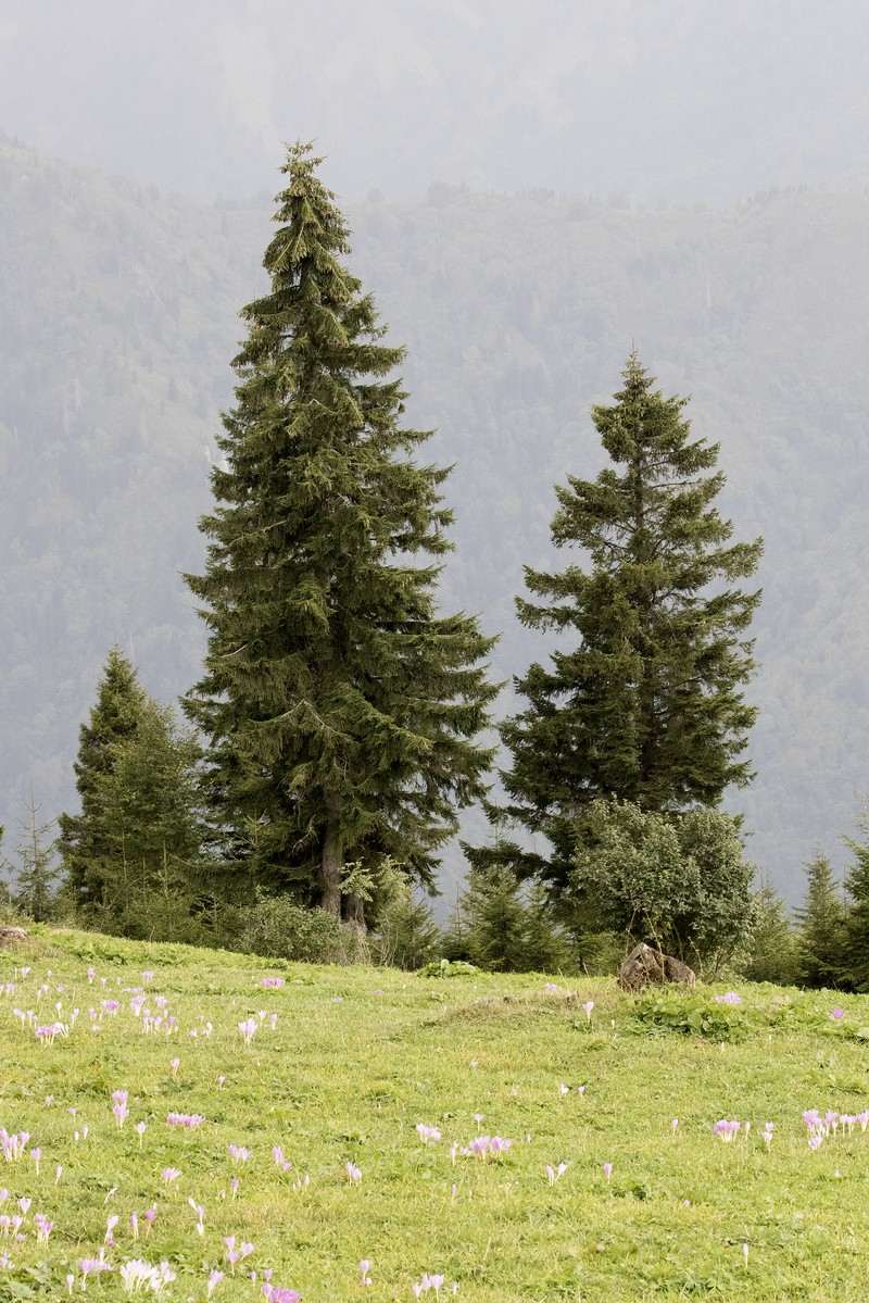 Picea orientalis photo 2