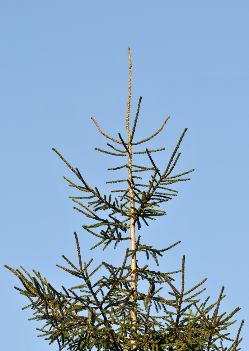 Picea orientalis photo 3