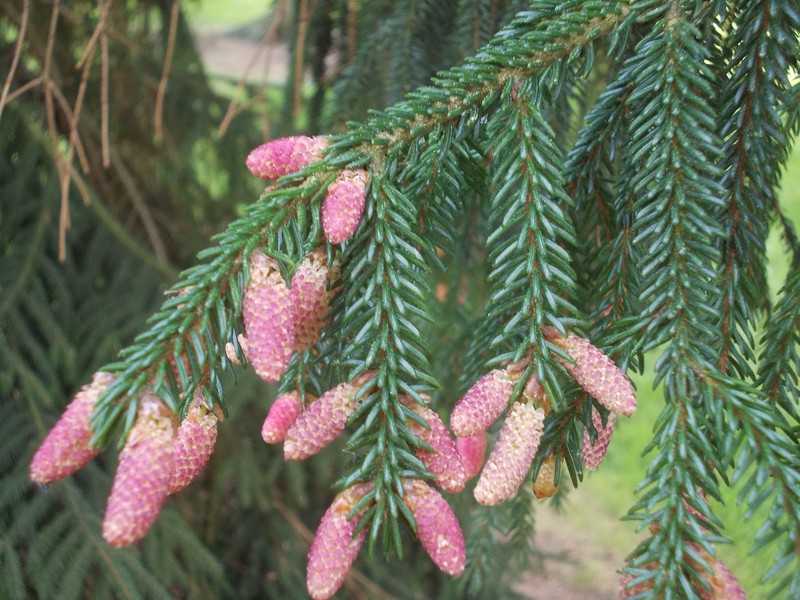 Picea orientalis photo 4
