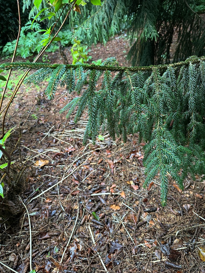 Picea orientalis photo 5