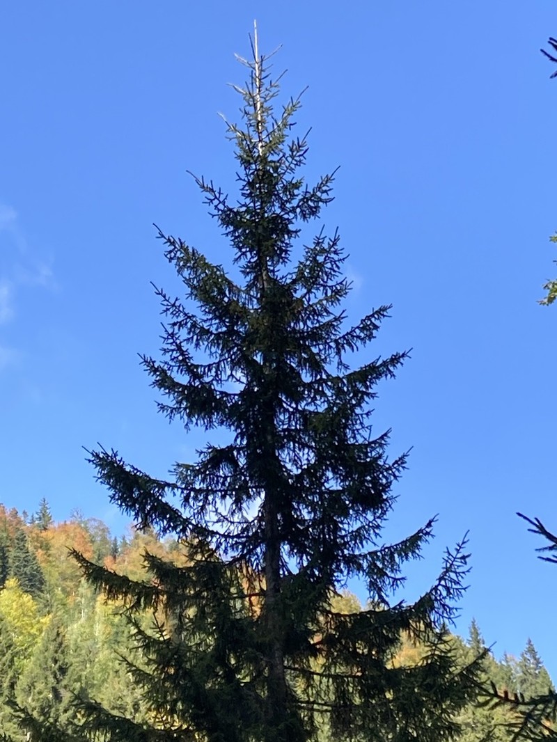 Picea orientalis photo 6