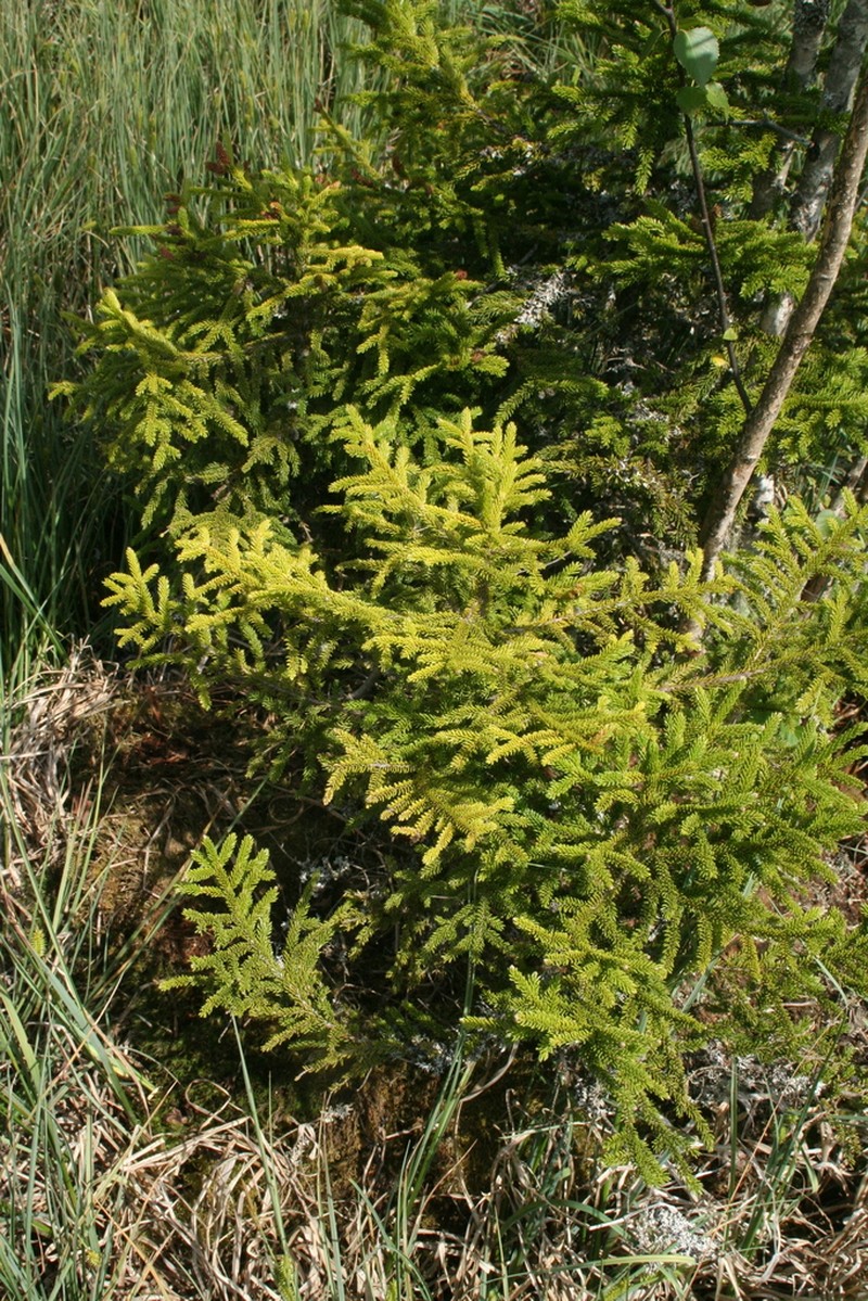 Picea orientalis photo 7