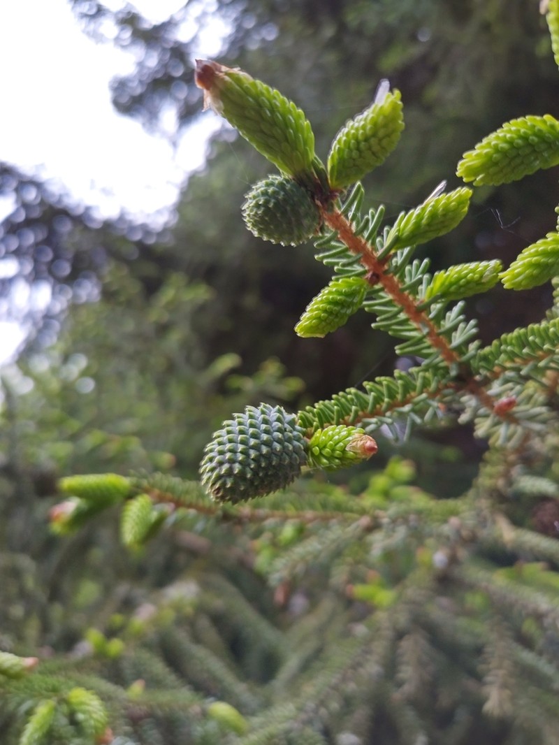 Picea orientalis photo 8