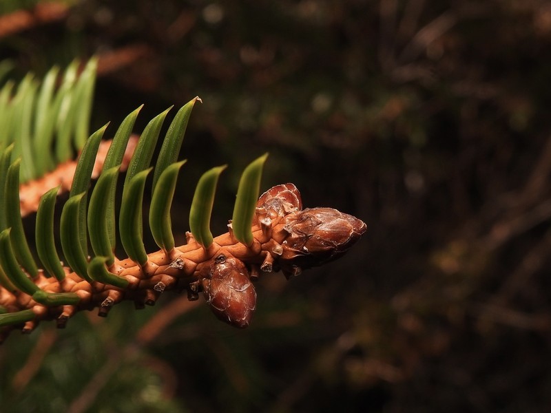 Picea polita
