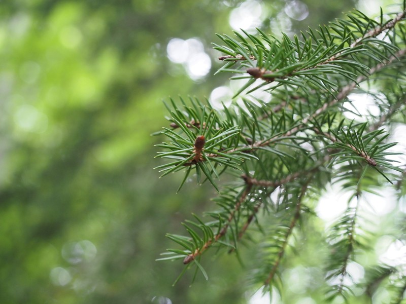 Picea polita photo 2