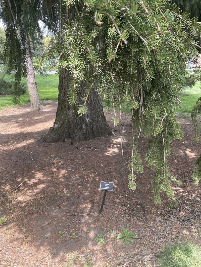 Picea polita photo 3