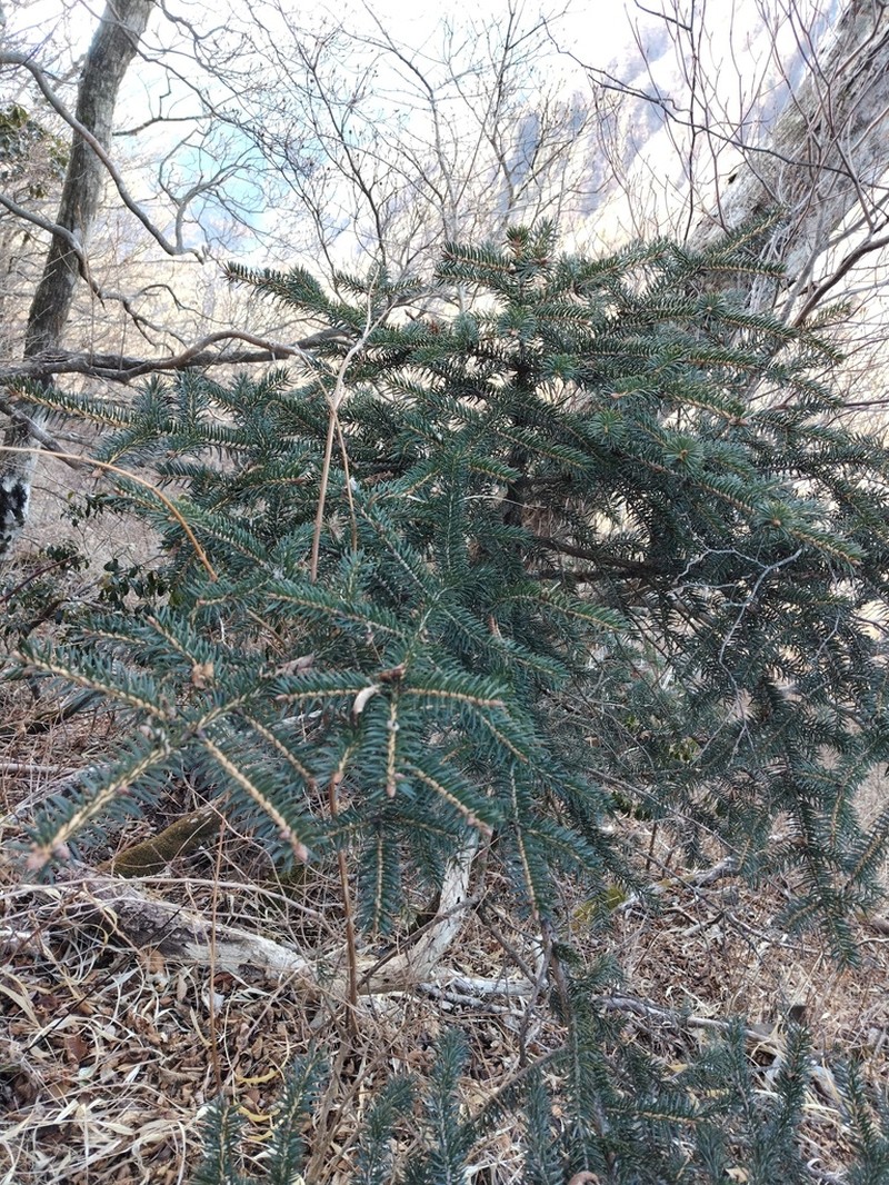 Picea polita photo 4