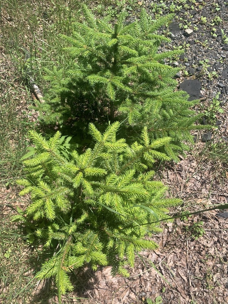 Picea polita photo 5