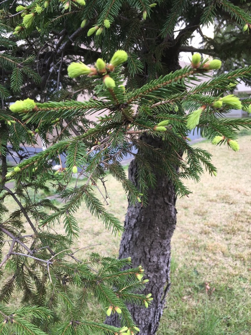 Picea polita photo 6