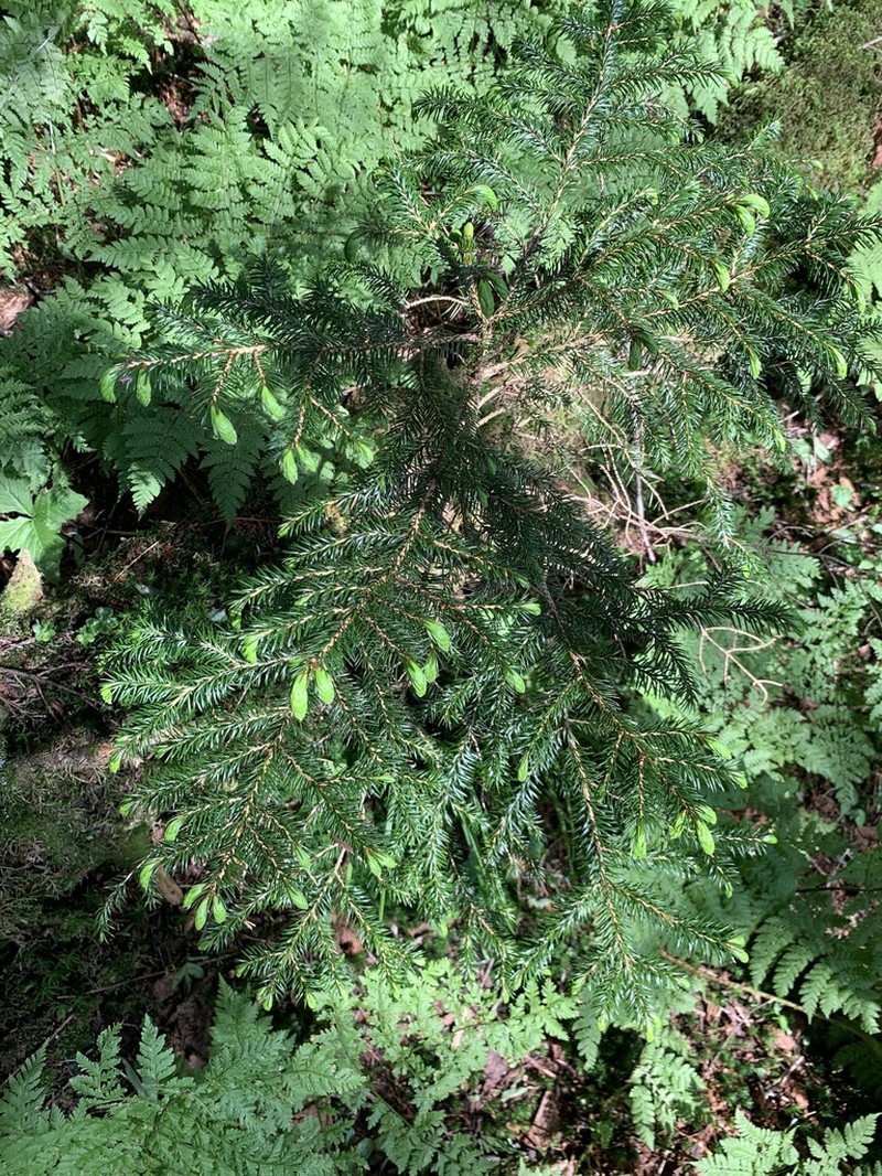 Picea polita photo 7