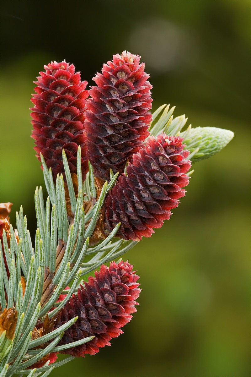 Blue Spruce photo 2