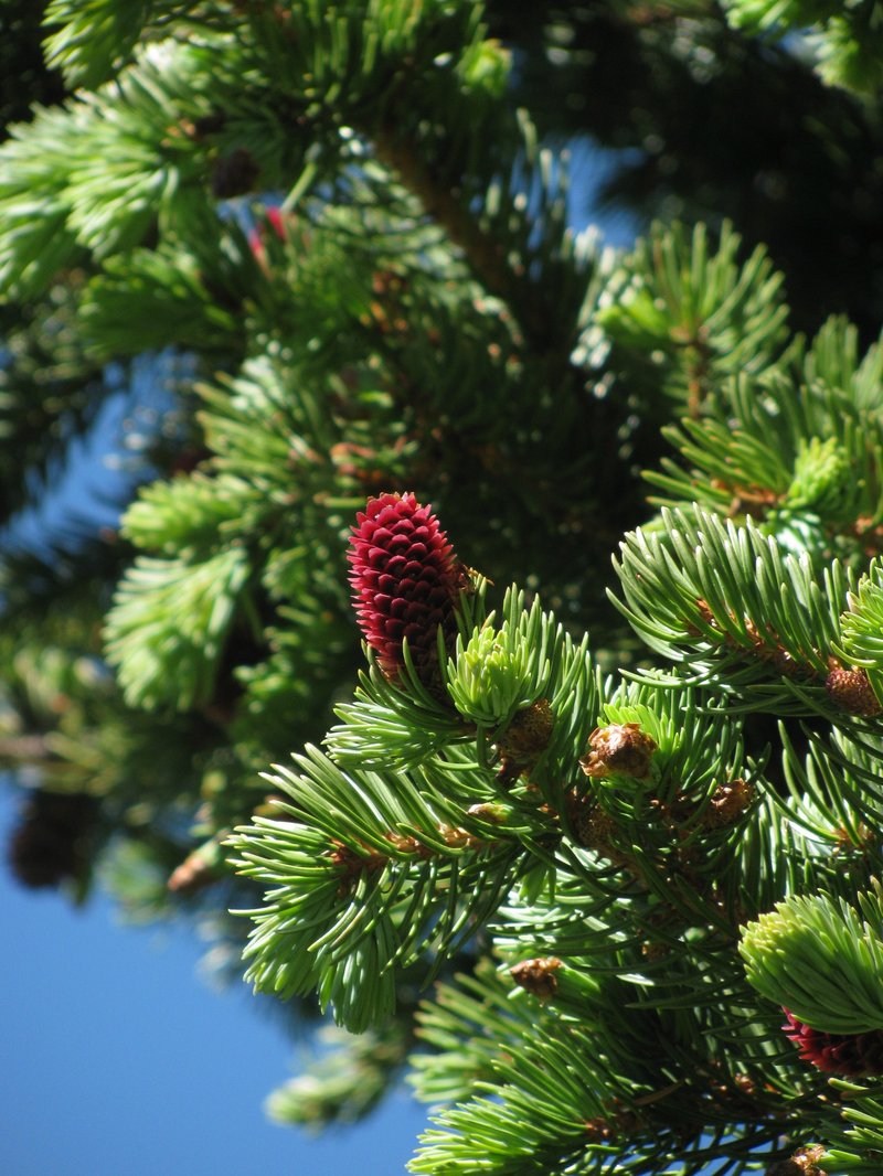 Blue Spruce photo 3