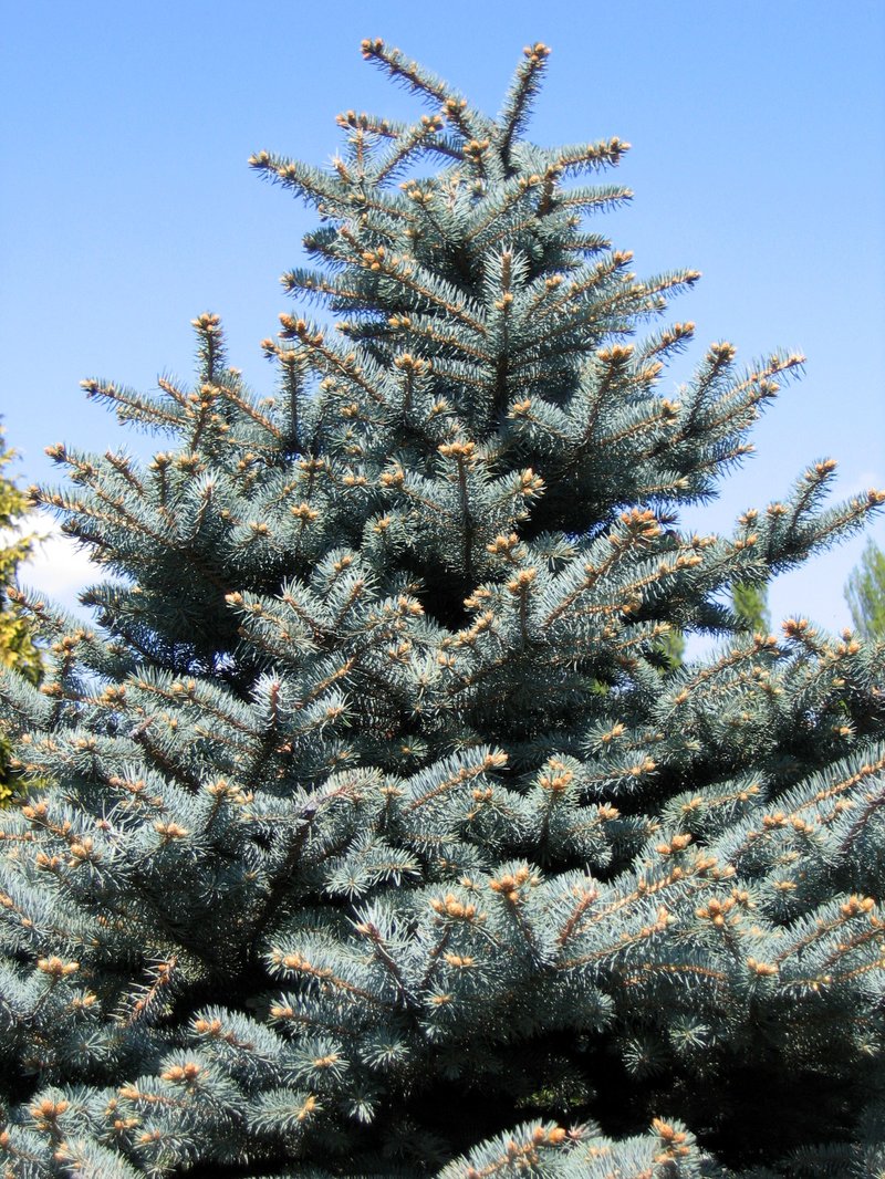 Blue Spruce photo 4