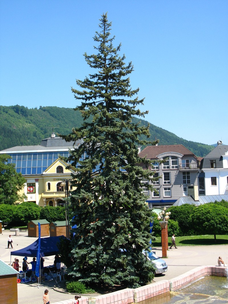 Blue Spruce photo 5