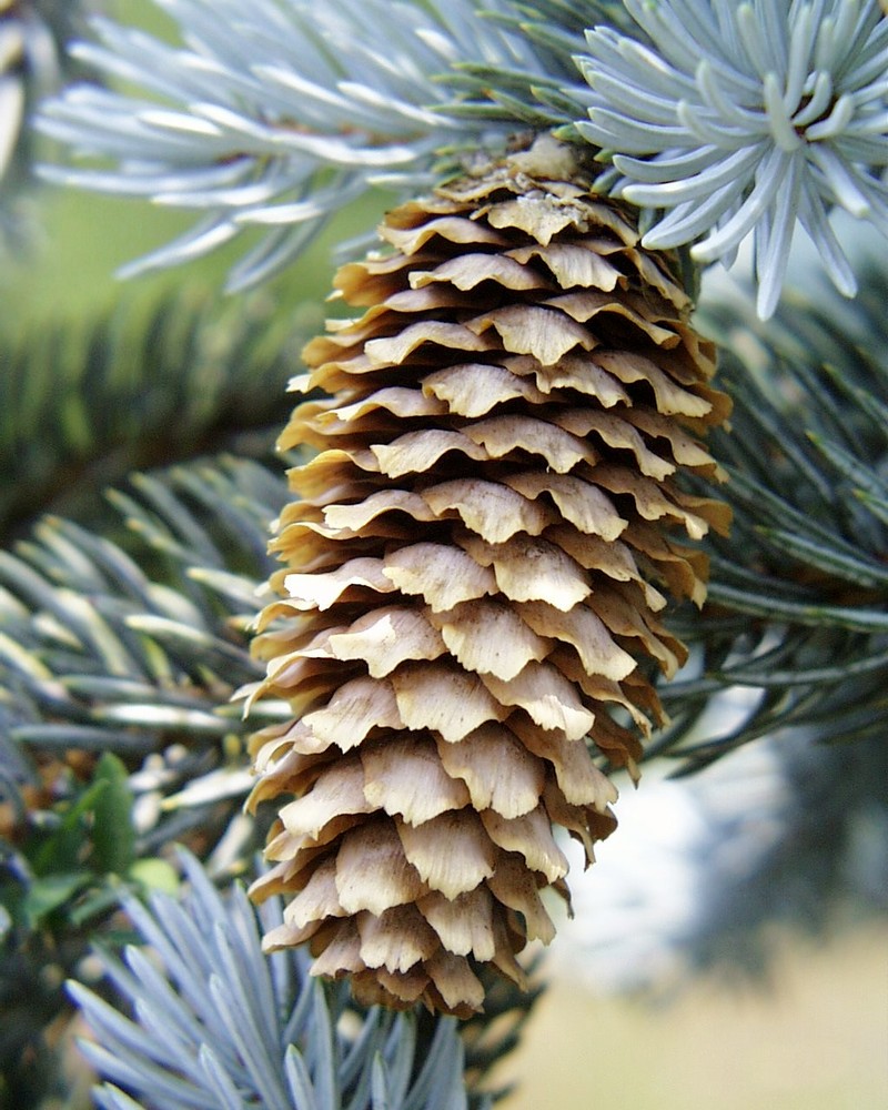 Blue Spruce photo 6