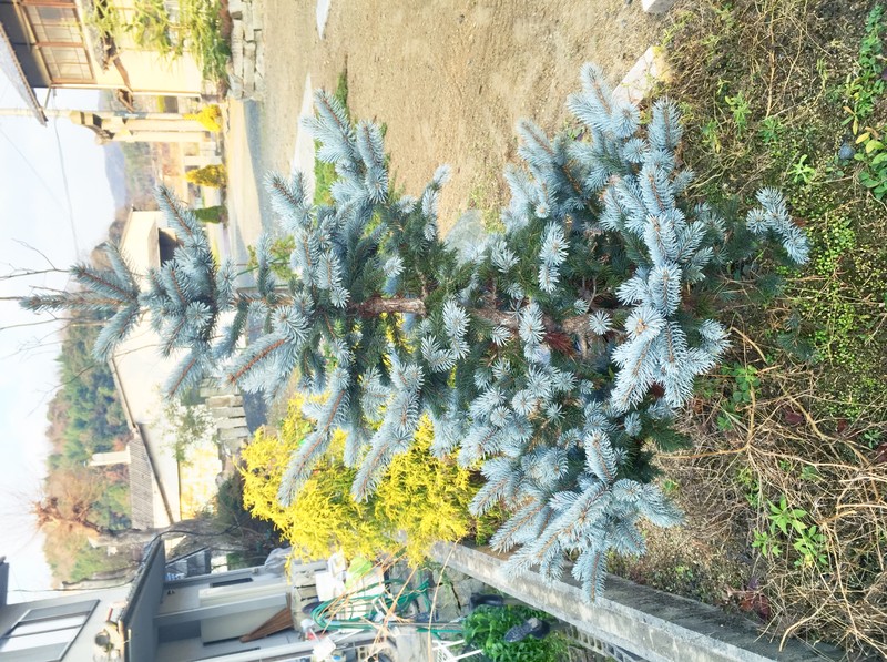 Blue Spruce photo 7