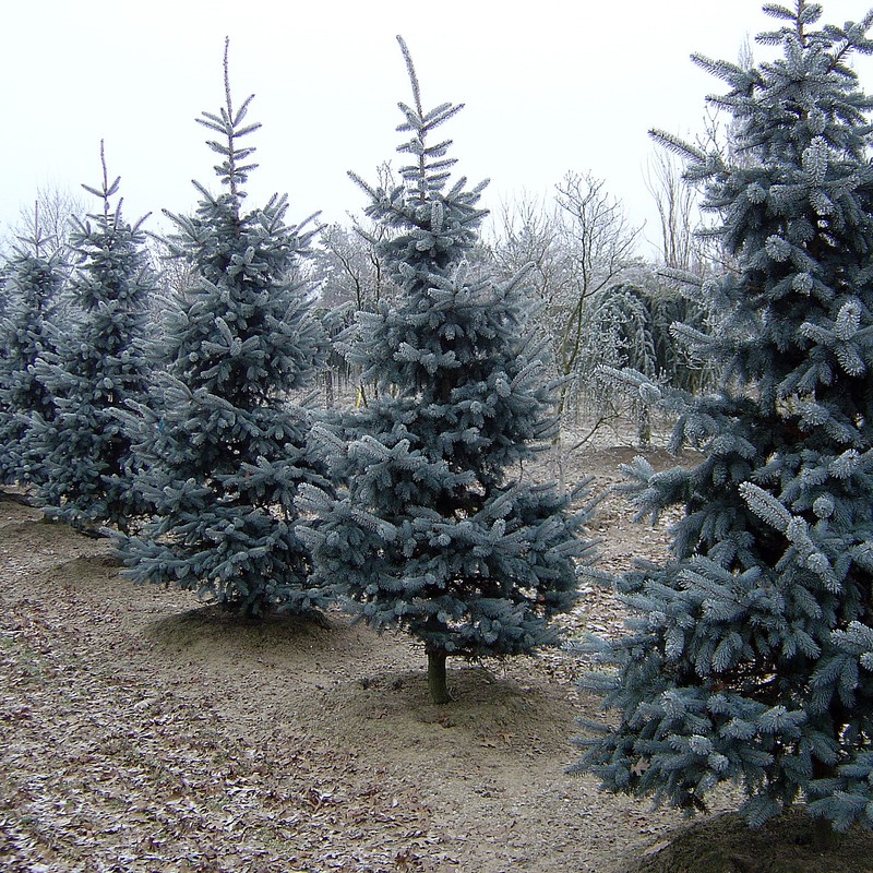 Blue Spruce photo 8