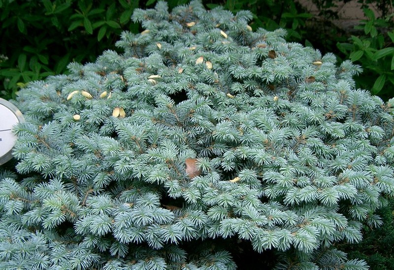 Blue Spruce photo 9