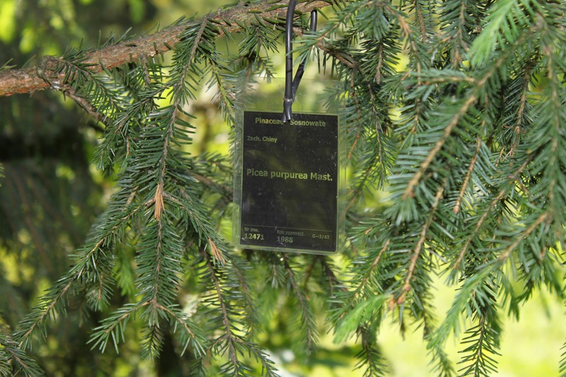Picea purpurea photo 2