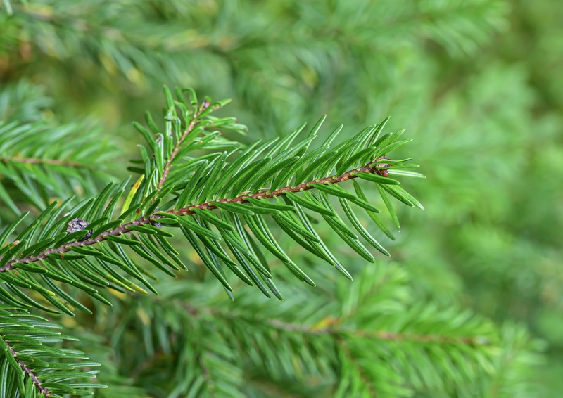 Picea purpurea photo 3