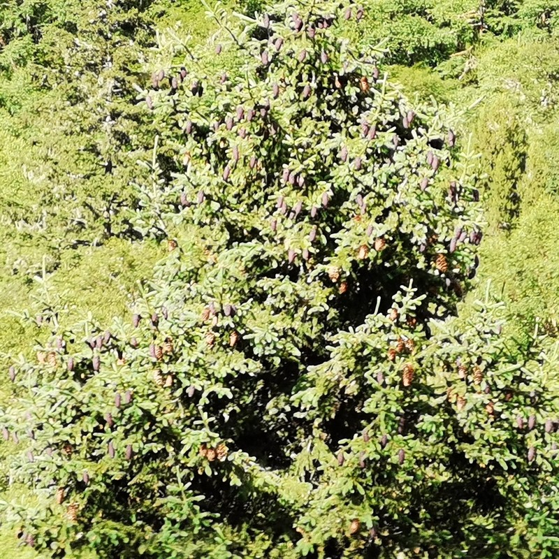 Picea purpurea photo 4