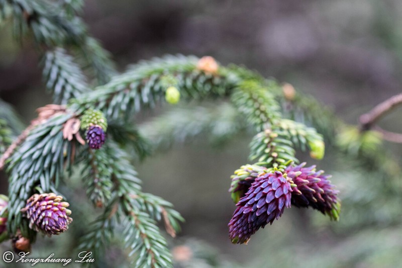 Picea purpurea photo 5