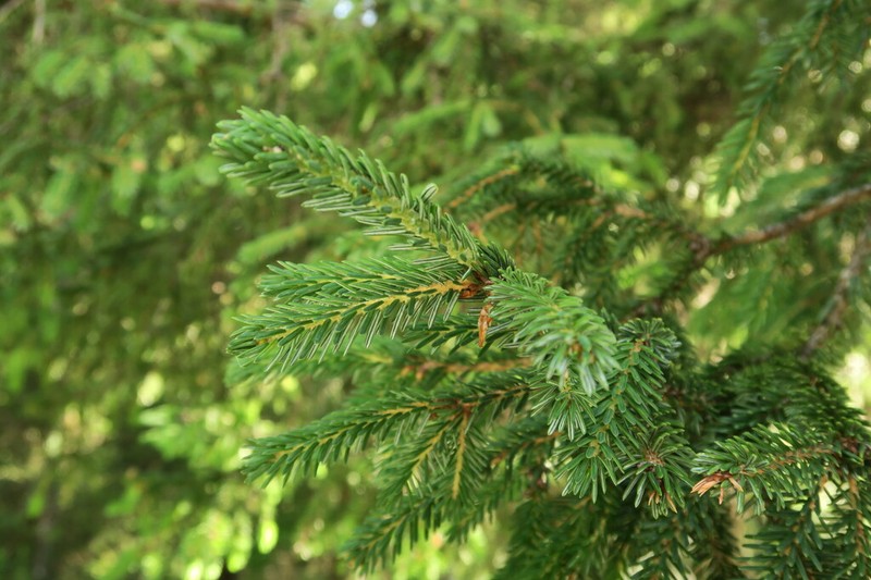 Picea purpurea photo 6