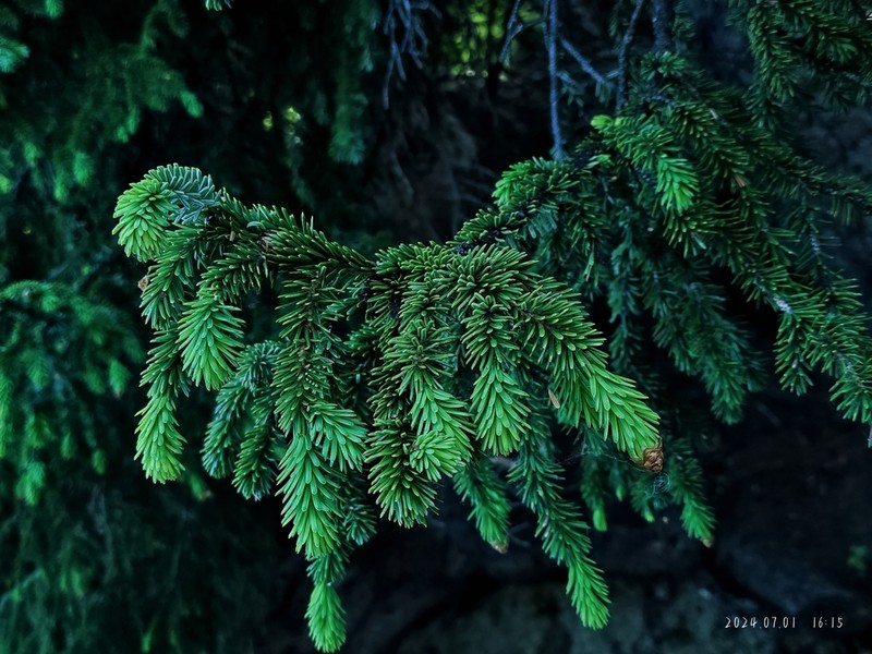 Picea purpurea photo 7