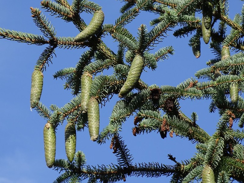Picea retroflexa