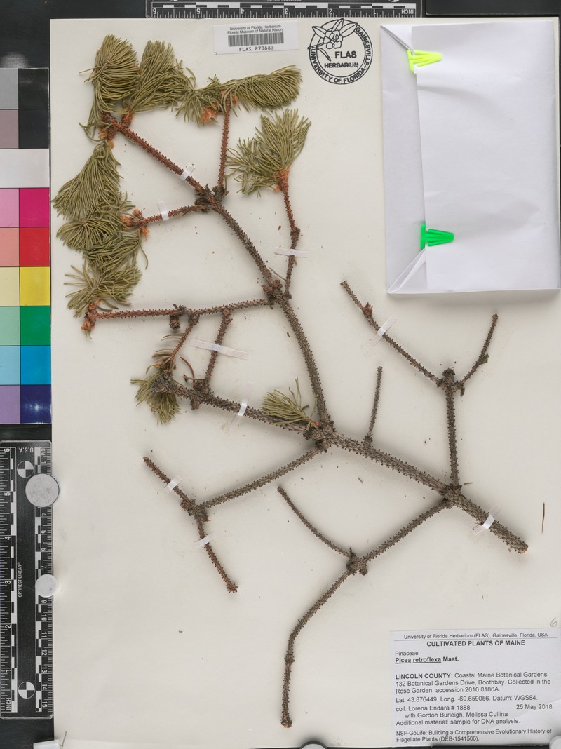 Picea retroflexa photo 2