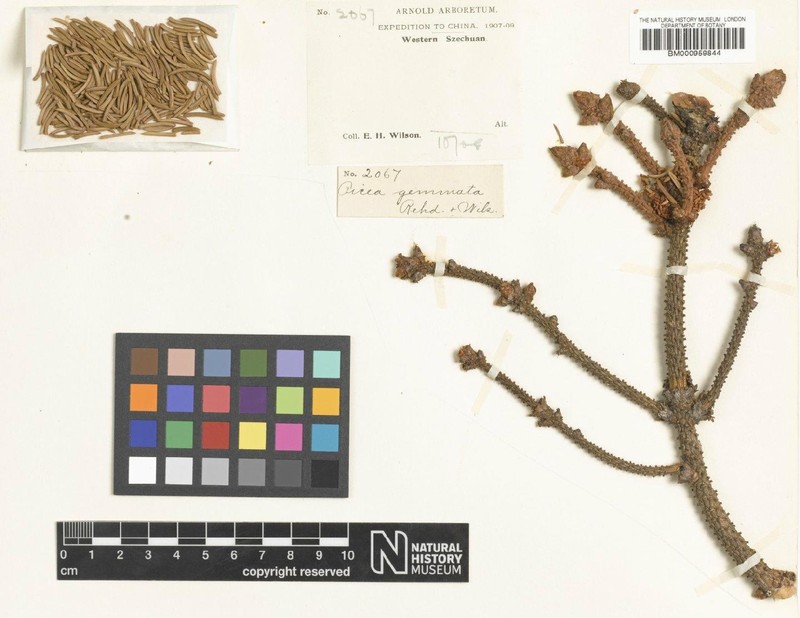 Picea retroflexa photo 3