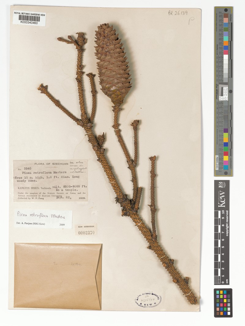 Picea retroflexa photo 4
