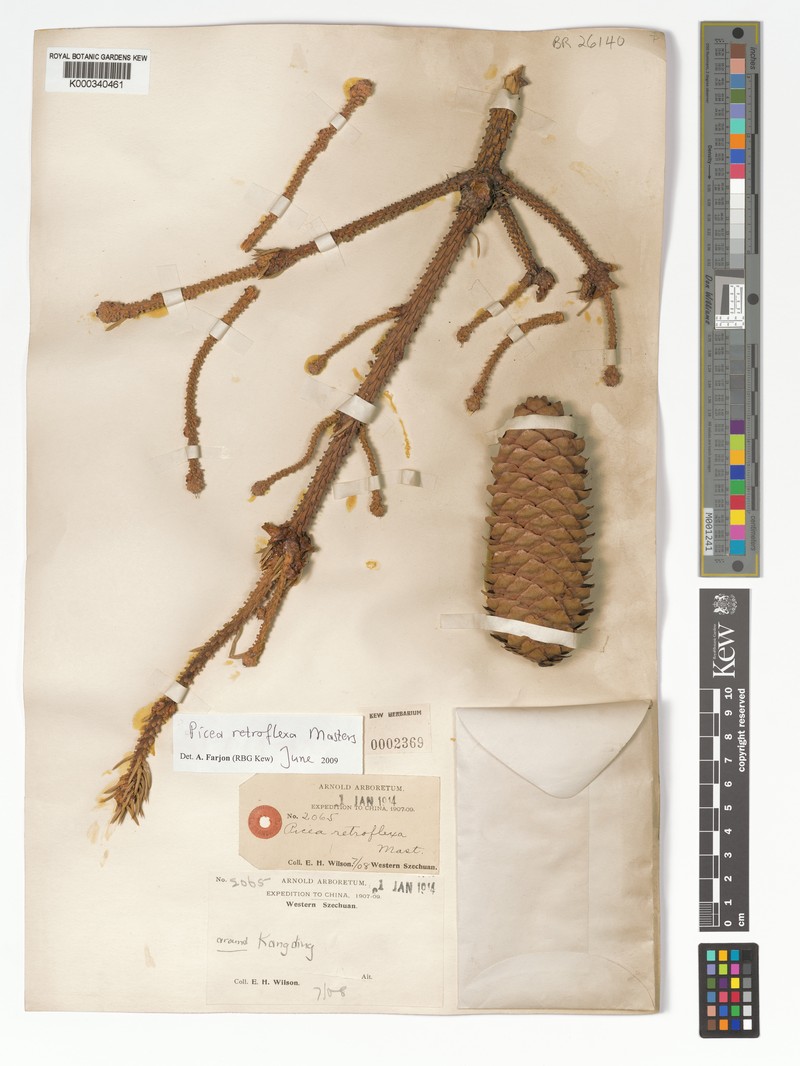 Picea retroflexa photo 5