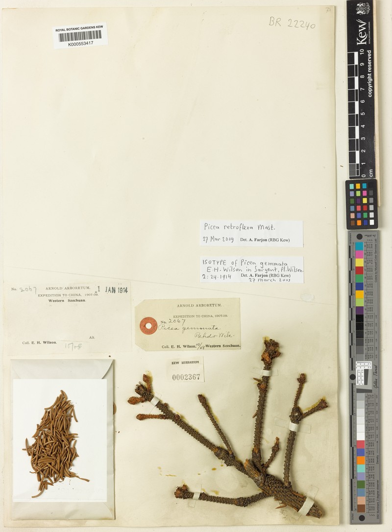 Picea retroflexa photo 6