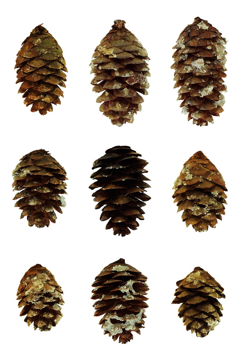 Red Spruce photo 2