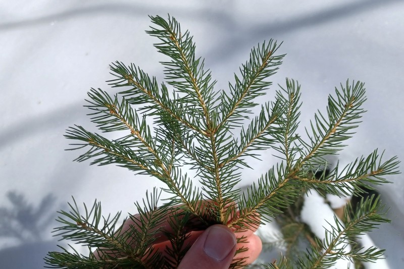 Red Spruce photo 3