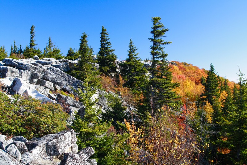 Red Spruce photo 4