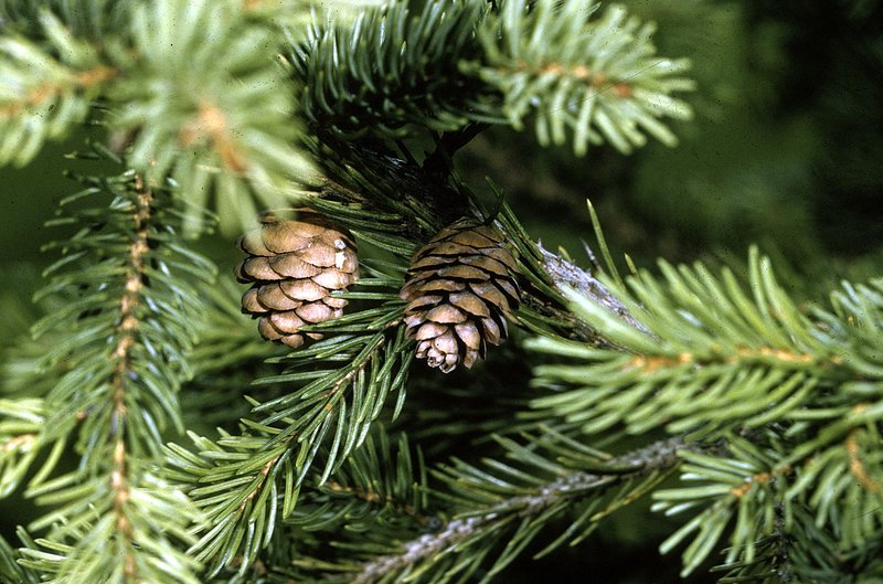 Red Spruce photo 5