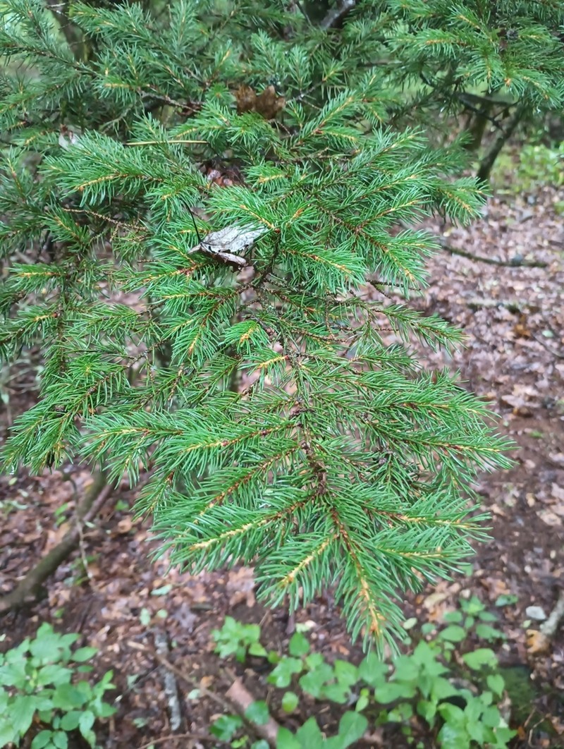 Red Spruce photo 4