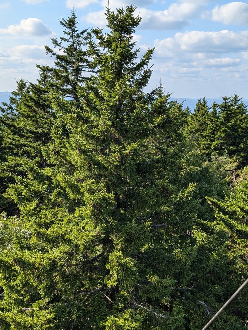 Red Spruce photo 6
