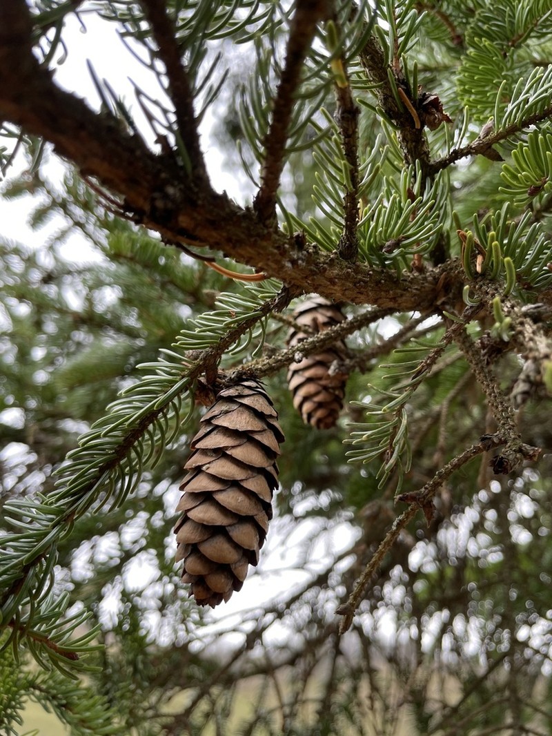 Red Spruce photo 7