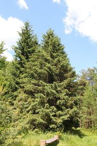 Picea schrenkiana