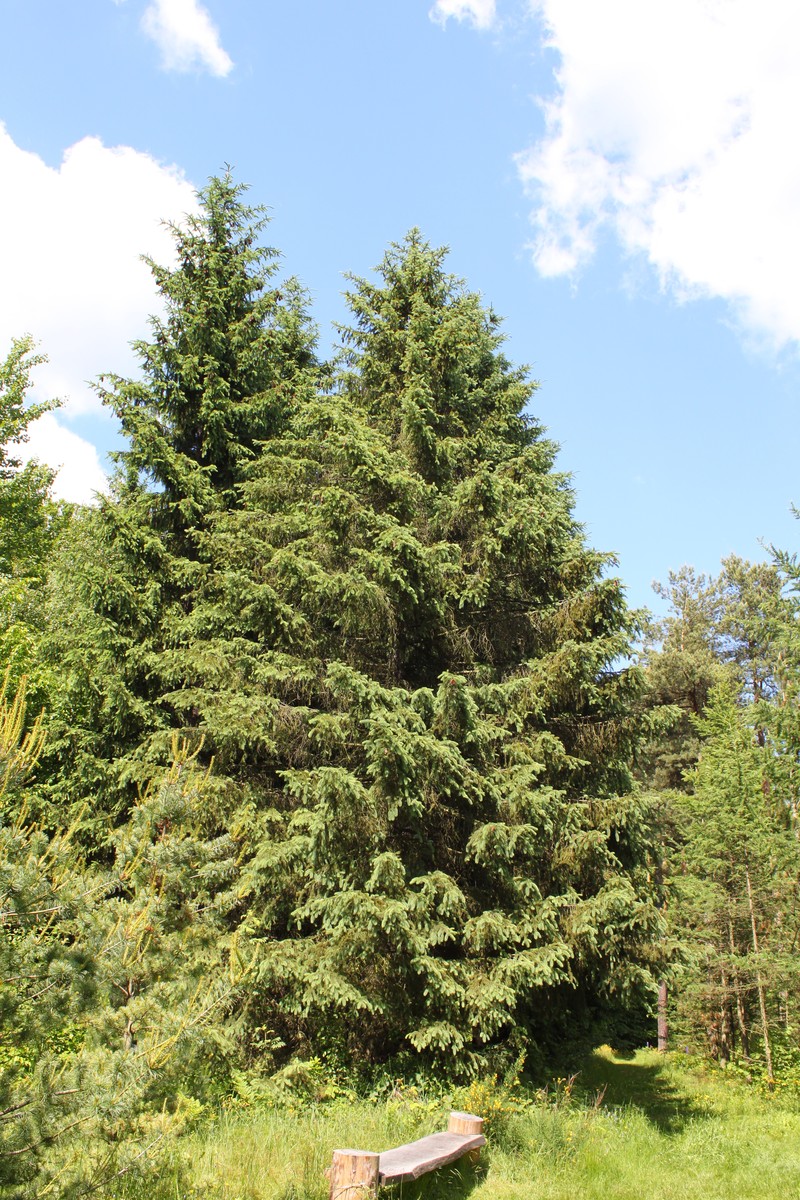 Picea schrenkiana
