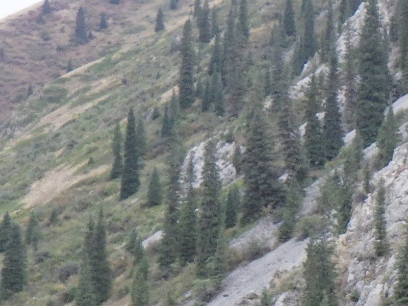 Picea schrenkiana photo 4