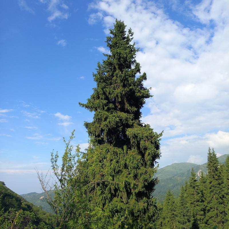 Picea schrenkiana photo 5